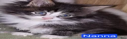 Maine Coon cats for sale: Mischievous Maine Coon kittens.  Ready now. - Advert 8