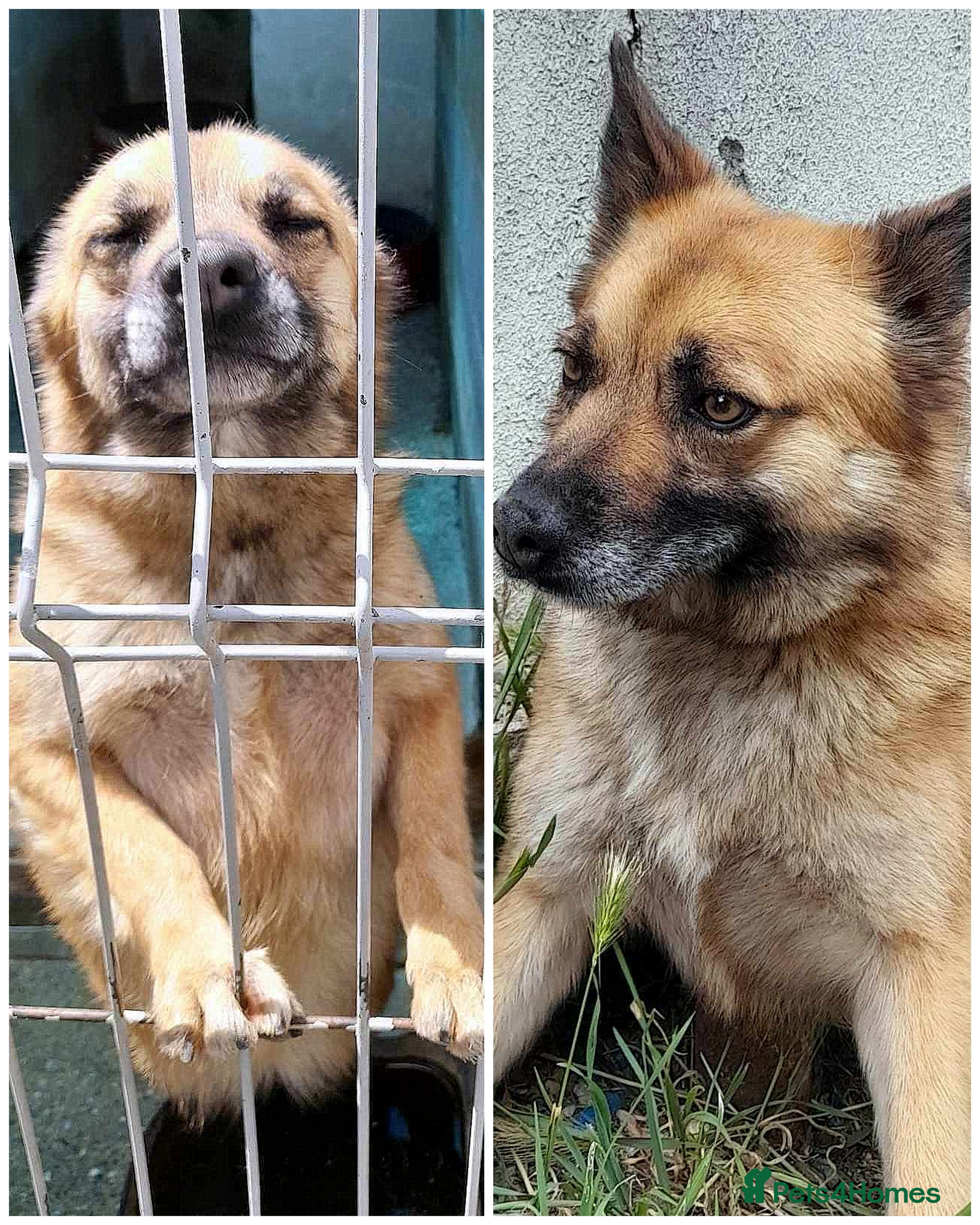 Mixed Breed dogs 🐾 Happy – four years dreaming of a home 💛 - Advert 18