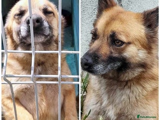 Mixed Breed dogs 🐾 Happy – four years dreaming of a home 💛 - Advert 6