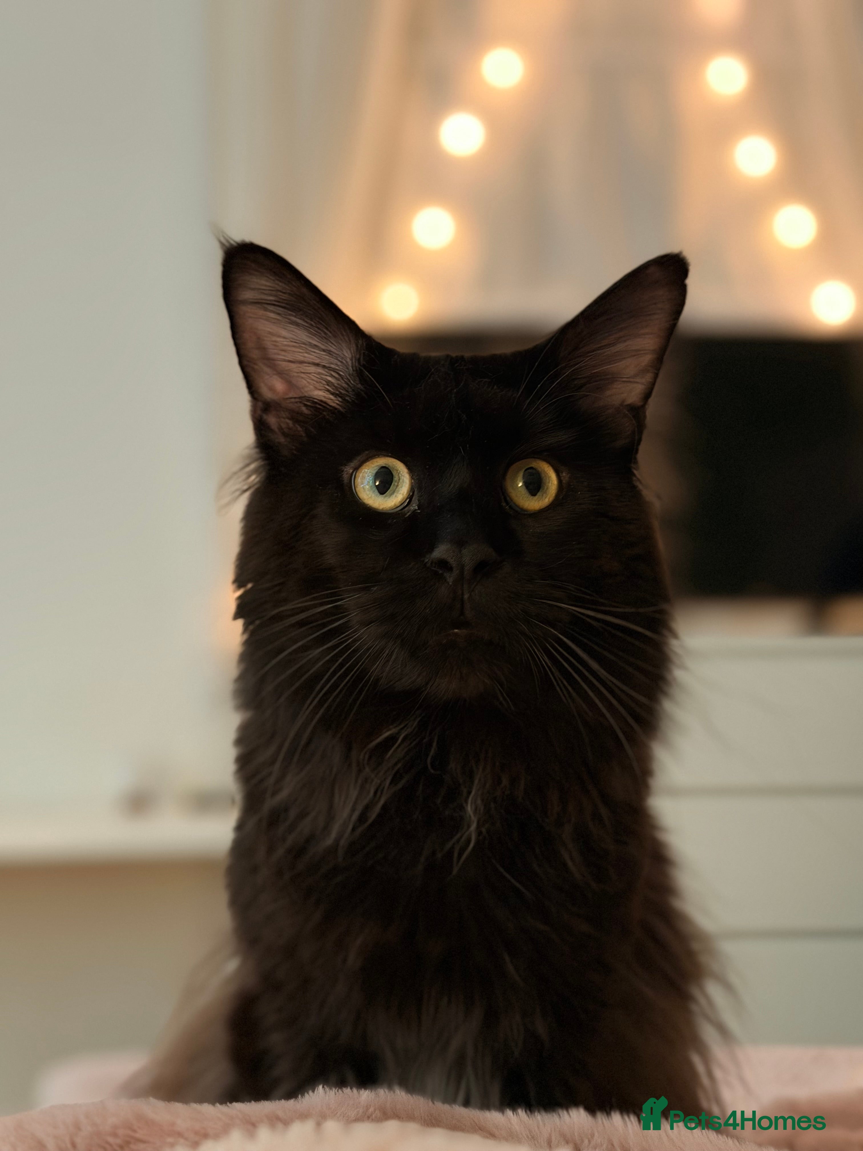 Maine Coon cats GCCF/TICA KING-SIZE STUD  in Dunfermline - Advert 2