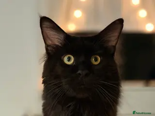 Maine Coon cats GCCF/TICA KING-SIZE STUD in Dunfermline - Advert 2