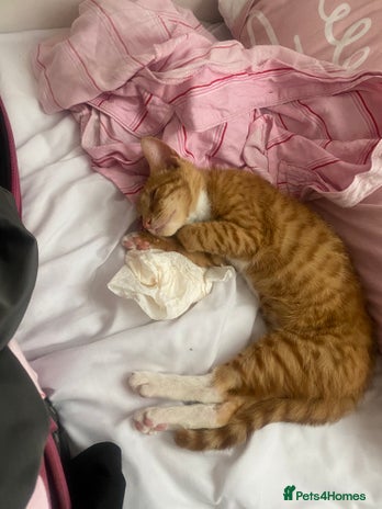 Arabian Mau cats - Advert 2