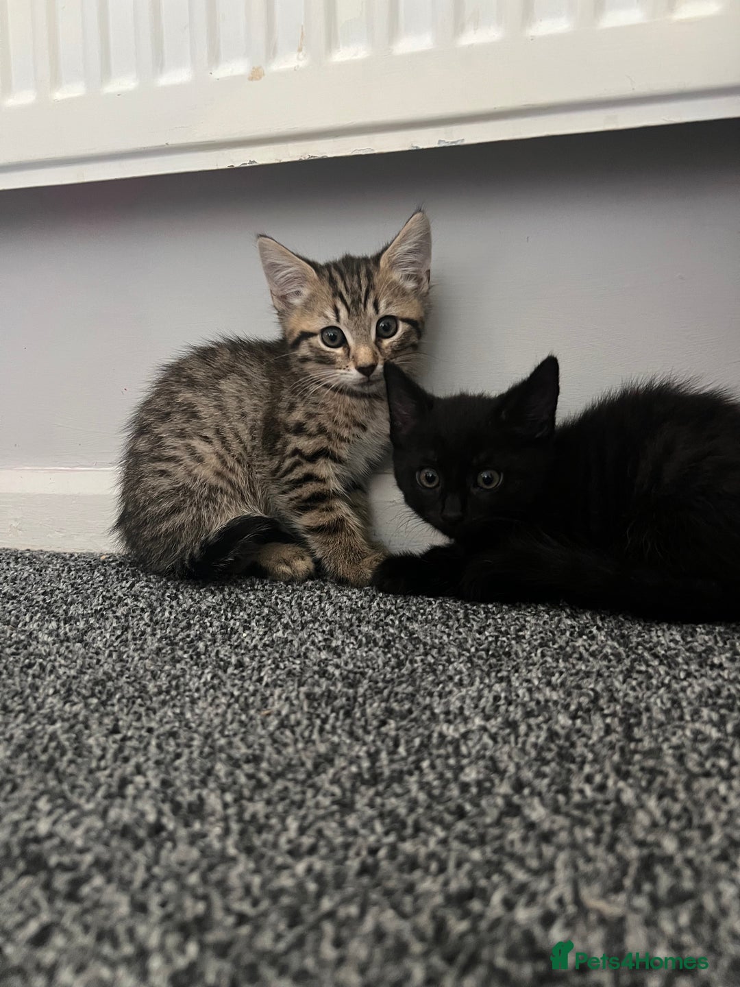 Maine Coon cats for sale: 2 boy kittens ready to go  - Image 3