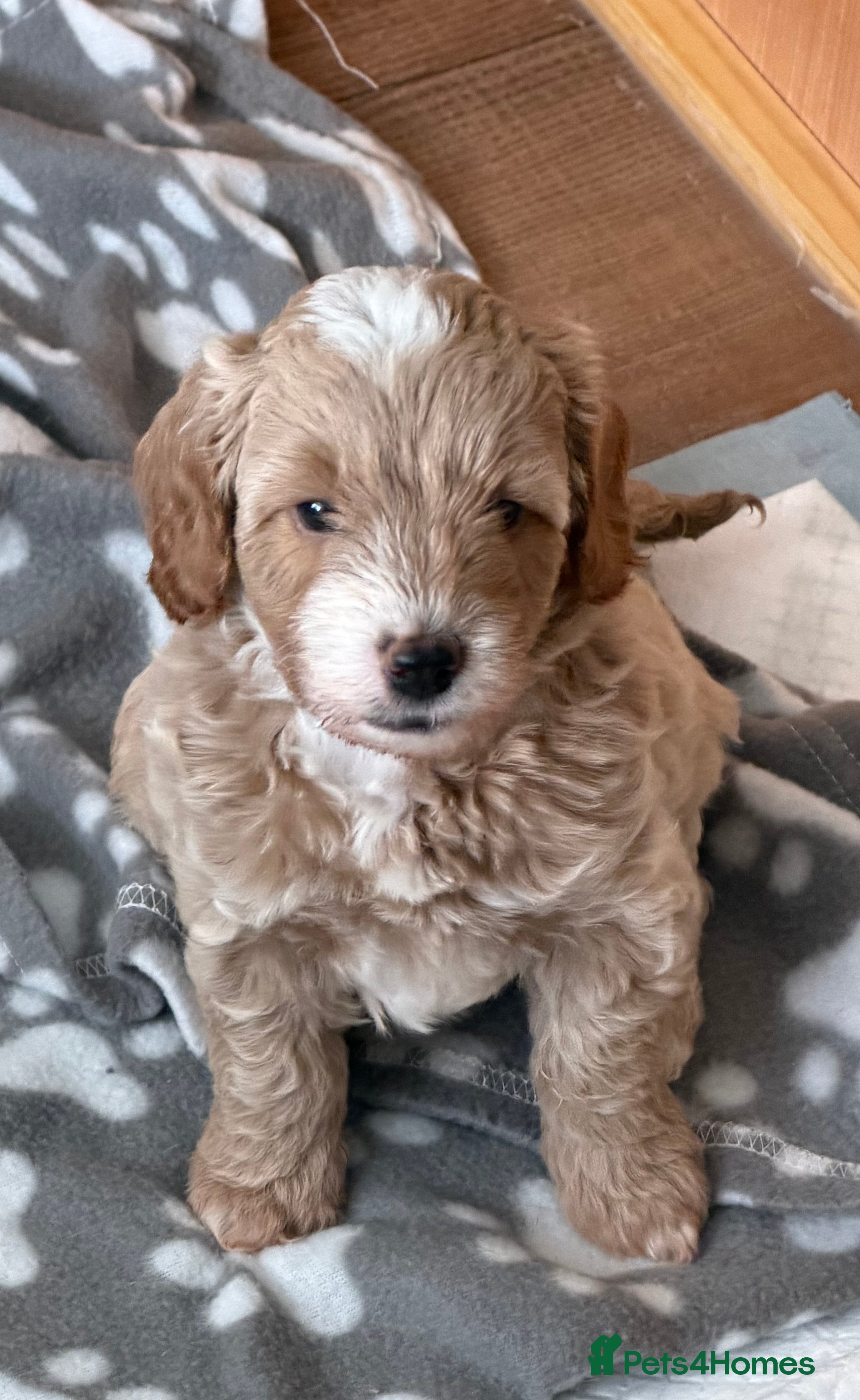 Cockapoo dogs Cockapoo F1b puppies Fox Red and Champagne  - Advert 2