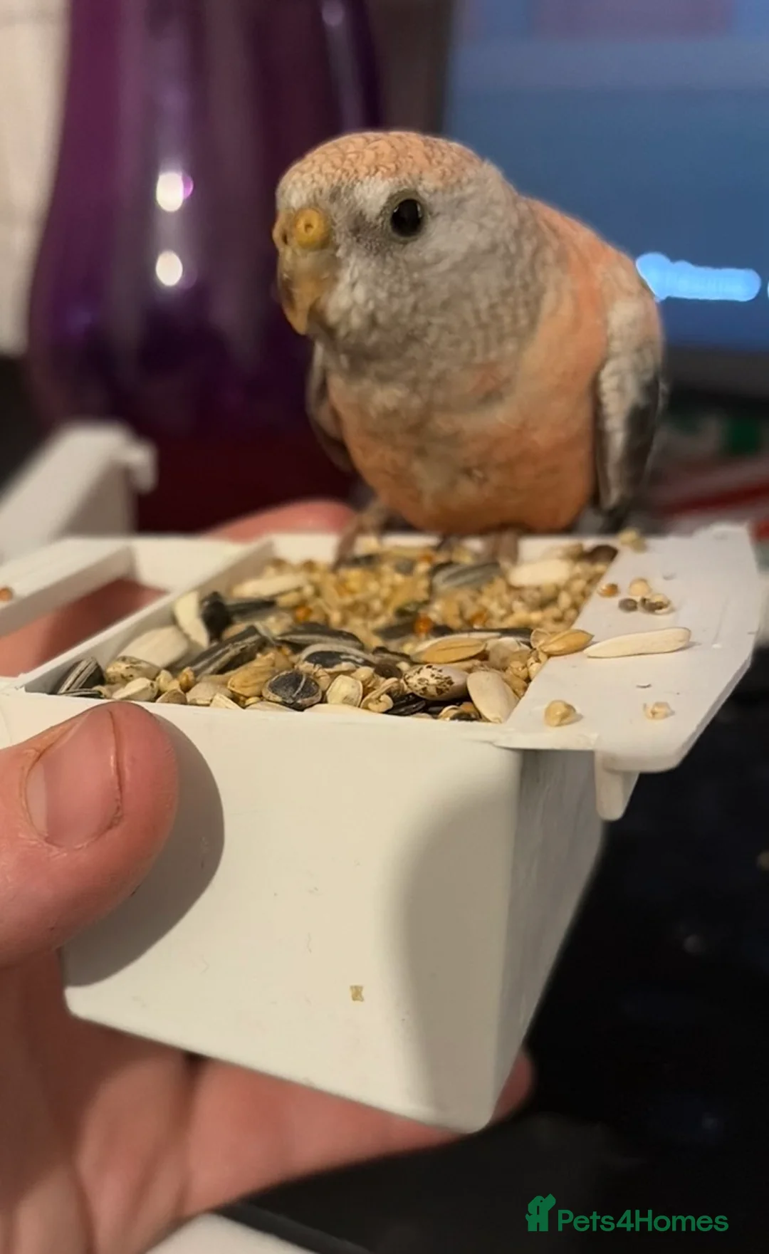 Parrots birds for sale: Pair of bourkes male & female  in Burton-on-Trent - Advert 2