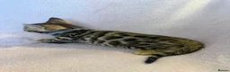 Bengal cats for sale: ⭐️ Ready now- STUNNING TICA REG ⭐️FEMALE BENGAL⭐️ - Advert 26