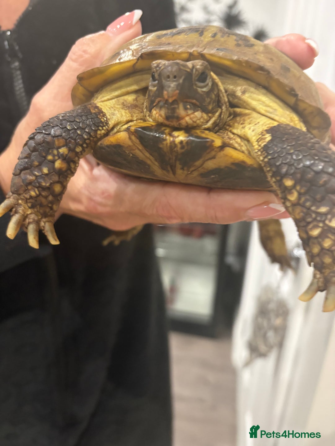 Tortoise reptiles for sale: Male female tortoise - Advert 4