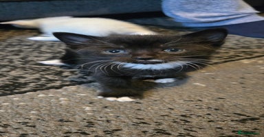 Mixed Breed cats - Advert 11