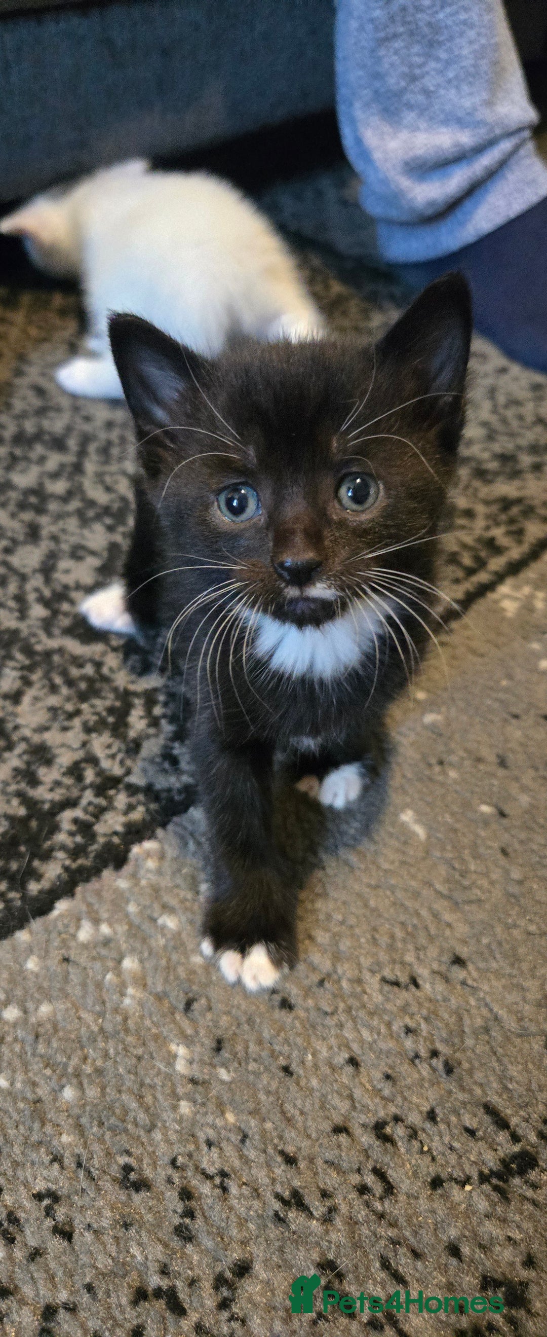 Mixed Breed cats for sale: 3 kittens looking for their forever homes.  - Image 2