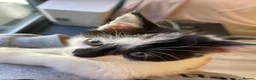 British Longhair cats for sale: ONLY 1 ADORABLE BRITISH LONG HAIR KITTEN LEFT!  - Advert 14