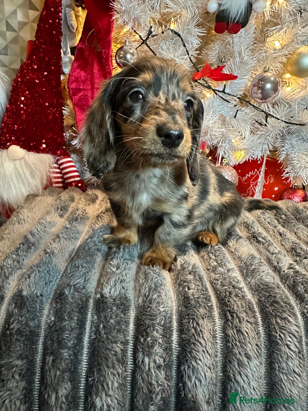 Miniature Dachshund dogs for sale: Long Haired Miniature Dachshund puppies - Advert 18