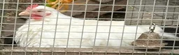 Chickens poultry for sale: Japanese bantam hens - Advert 3