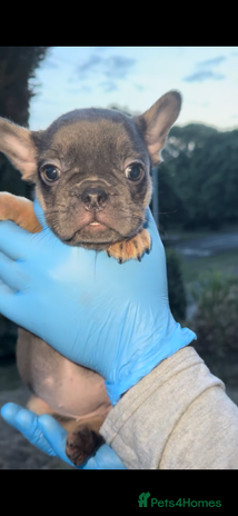 French Bulldog dogs - Advert 5