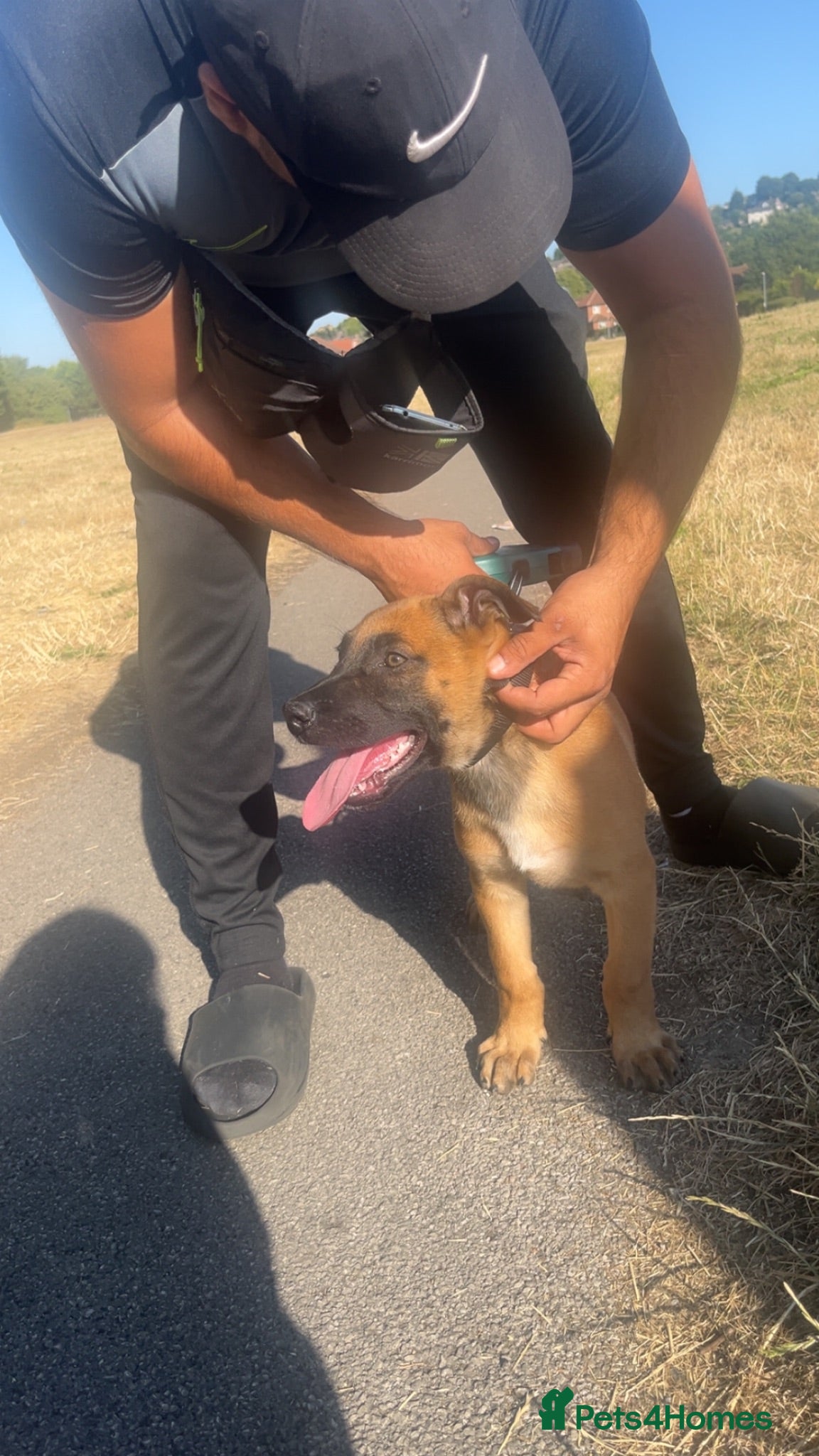 Mixed Breed dogs Belgian Malinois x German Shepherd - Advert 1
