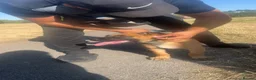 Mixed Breed dogs for sale: Belgian Malinois x German Shepherd in Dewsbury - Advert 1