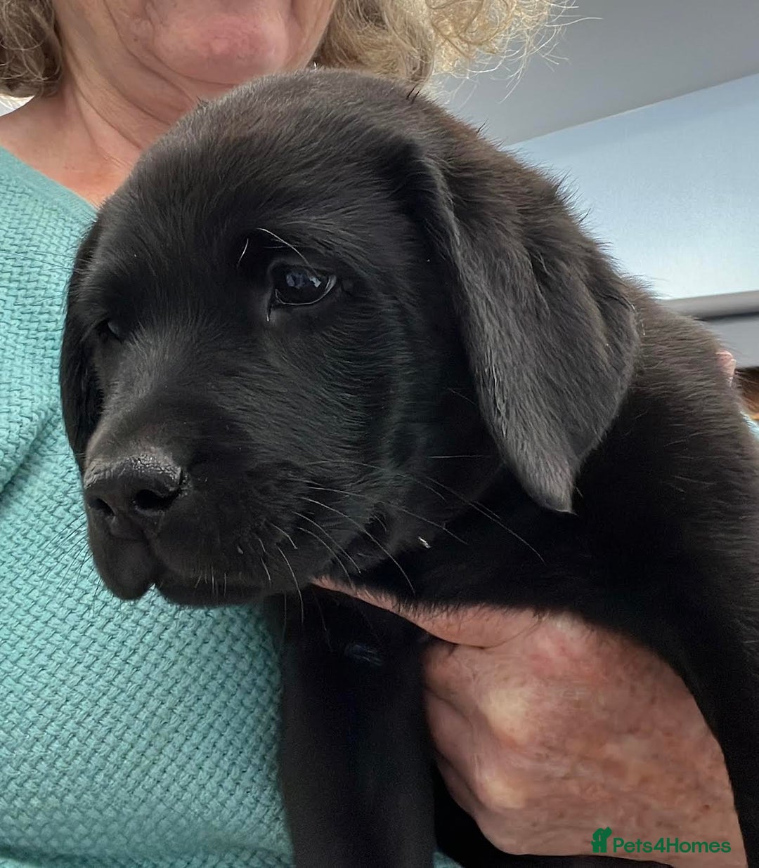 Labrador Retriever dogs for sale: Ready now from Plettenberg Labradors, KC Reg. - Image 15