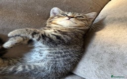 Bengal cats for sale: Gorgeous Bengal / Persian X kittens - Image 18