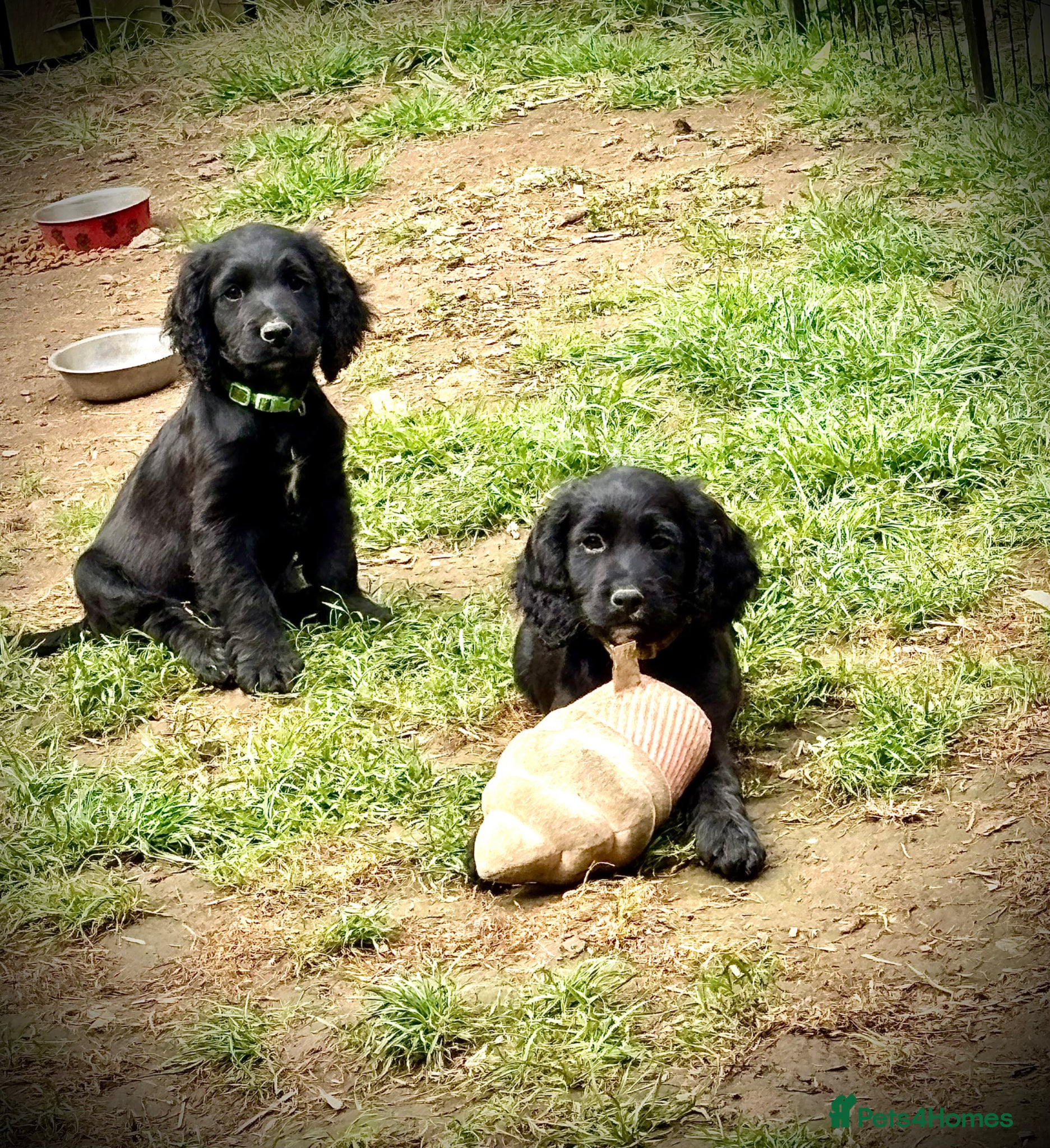 Cockapoo dogs F1B READY TO LEAVE NOW! - Advert 18