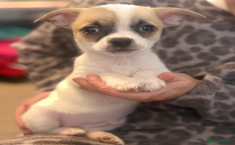 Chihuahua dogs - Advert 6