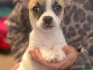 Chihuahua dogs - Advert 11