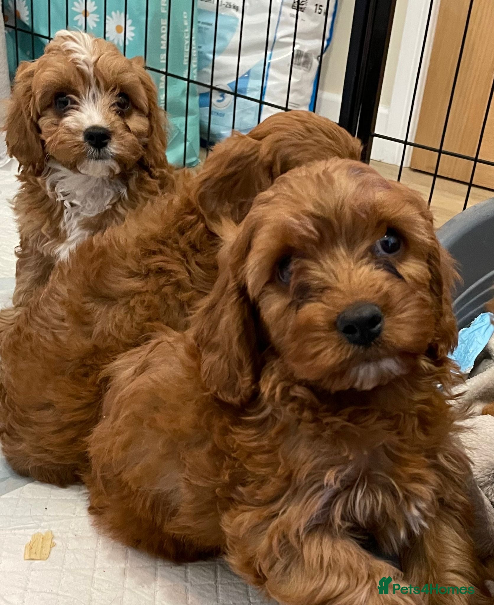 Cavapoo dogs 🐶🐾Adorable F1 miniature cavapoos🐾🐶 - Advert 8
