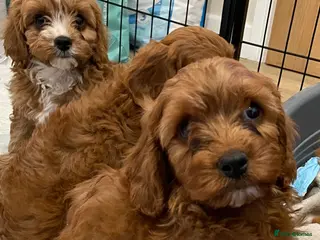 Cavapoo dogs 🐶🐾Adorable F1 miniature cavapoos🐾🐶 - Advert 5