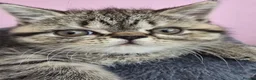Exotic cats for sale: READY  Now  EXOTIC  GIRLS  - Advert 6