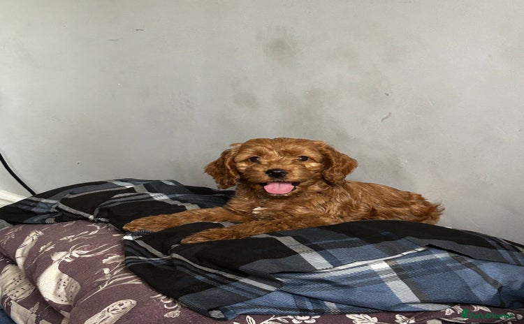 Cockapoo dogs - Advert 2