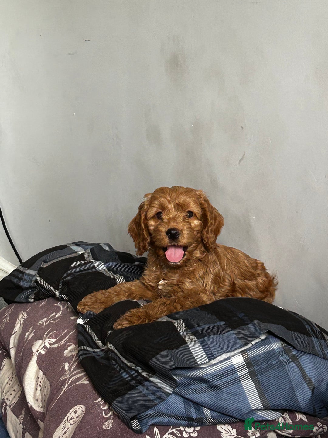 Cockapoo dogs for sale: 12 Weeks old male cockapoo  - Image 1