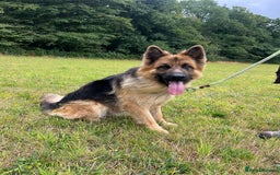 German Shepherd dogs for sale: German Shepherd kc reg straight backed - Image 4