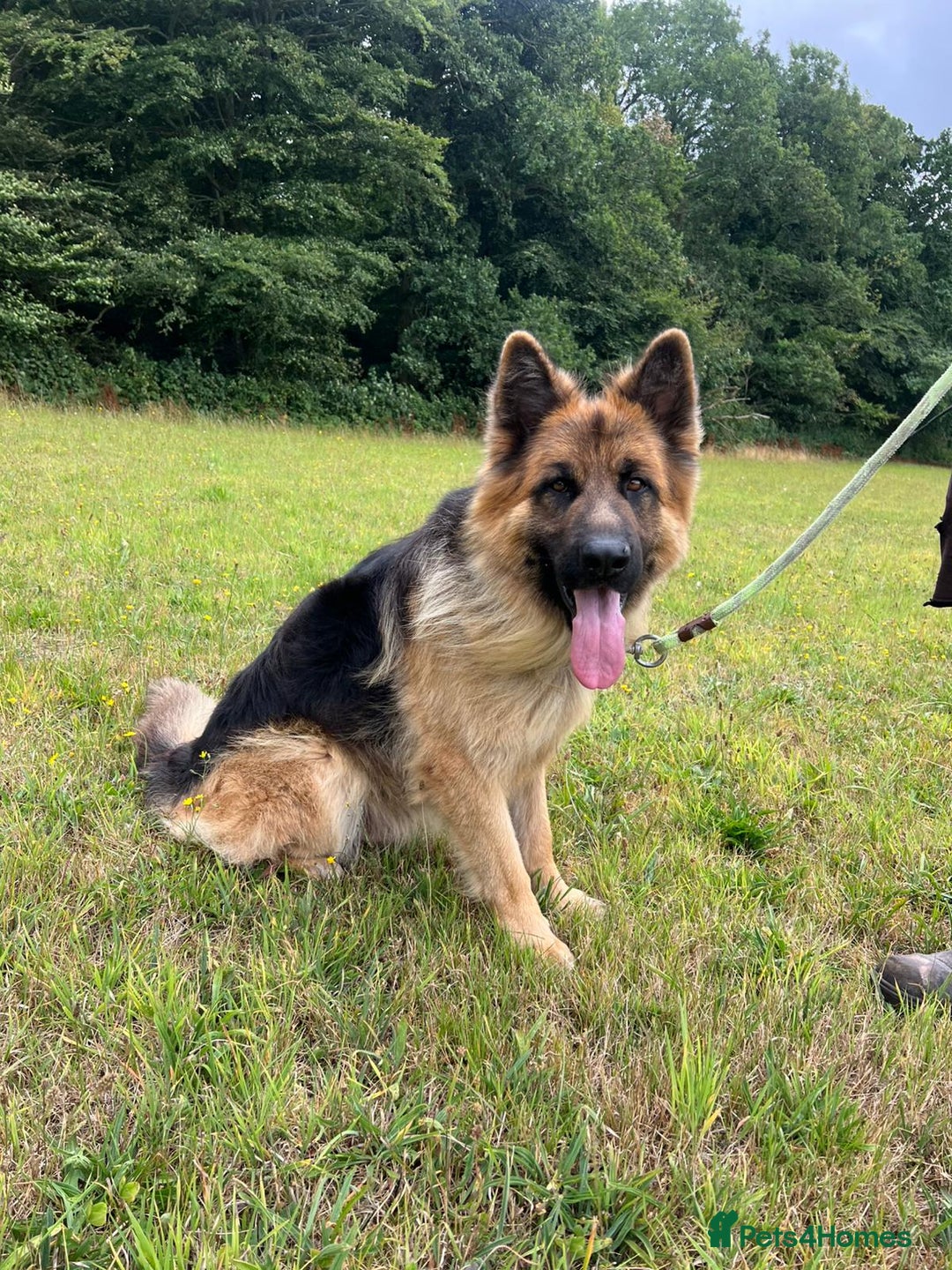 German Shepherd dogs for sale: German Shepherd kc reg straight backed - Image 4