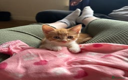 British Shorthair cats for sale: Ginger tabby cat - Image 4