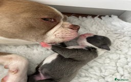 Boston Terrier dogs for sale: Stunning KC registered litter - Image 5