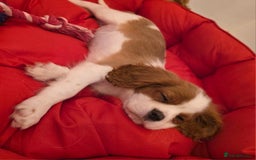 Cavalier King Charles Spaniel dogs for sale: Beautiful Cavalier King Charles Puppies - Image 16