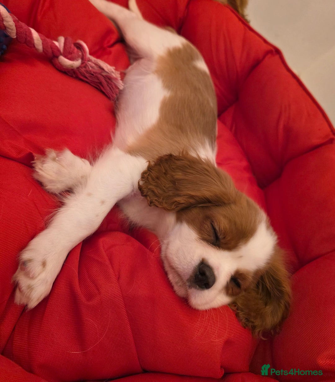 Cavalier King Charles Spaniel dogs for sale: Beautiful Cavalier King Charles Puppies - Image 16