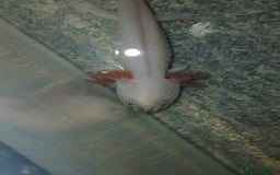 Axolotl reptiles for sale: Dirty Lucy's and pie bald lucys - Image 3