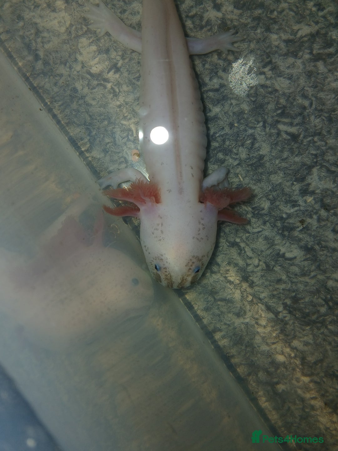Axolotl reptiles for sale: Dirty Lucy's and pie bald lucys - Image 3