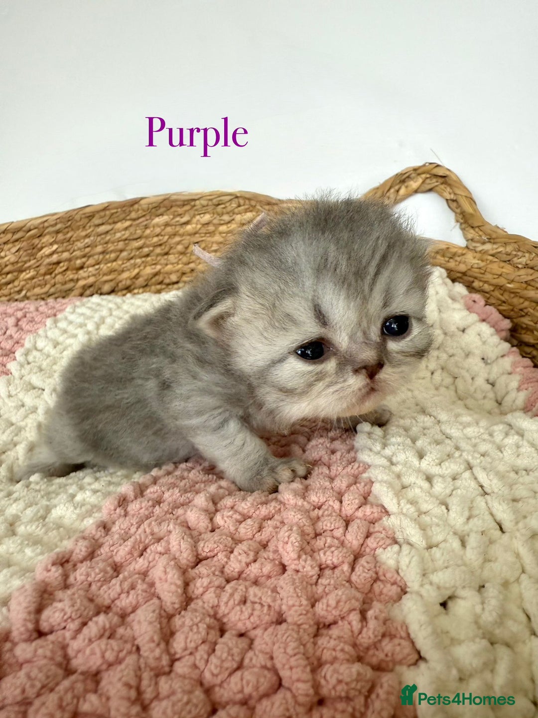 Persian cats for sale: Persians  - Image 6