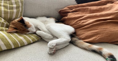 Mixed Breed cats - Advert 3