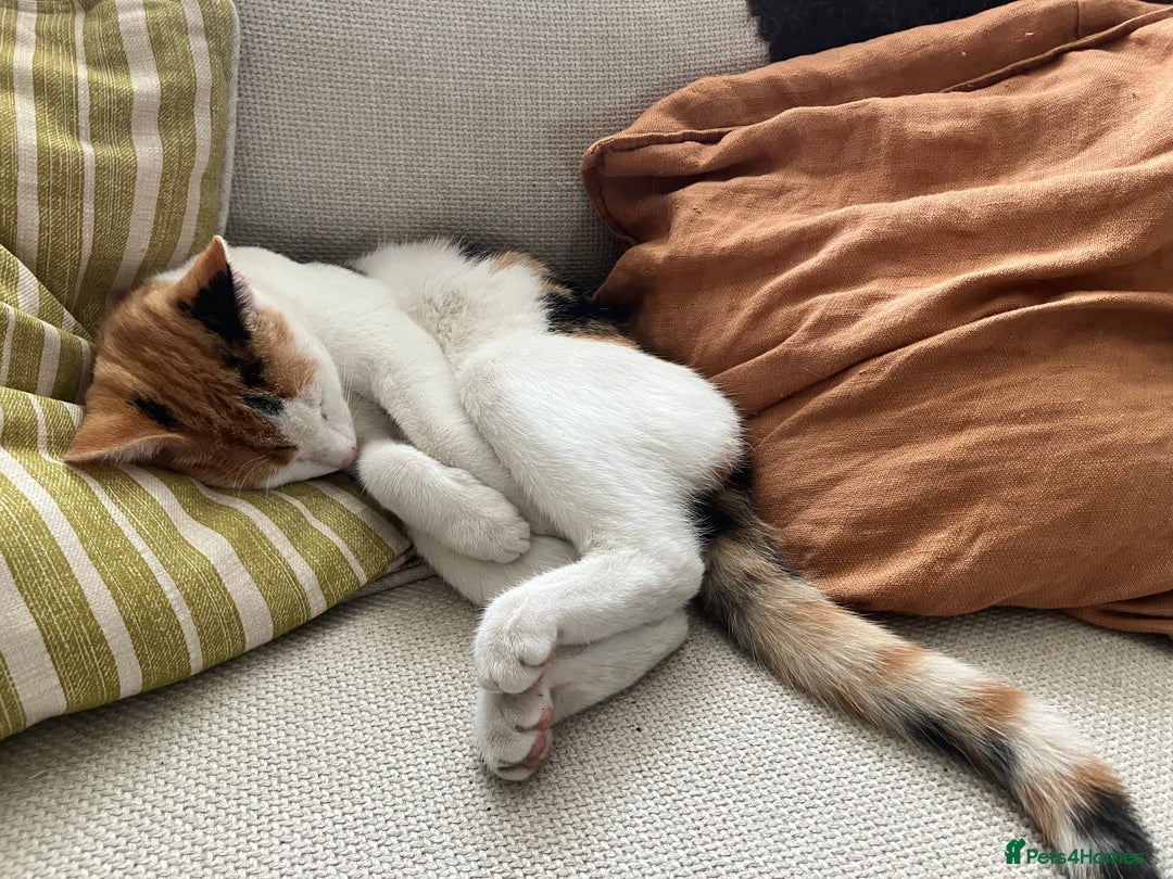 Mixed Breed cats for sale: Siamese/Devon Rex female 10m old  - Image 3