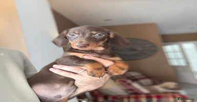 Miniature Dachshund dogs - Advert 13