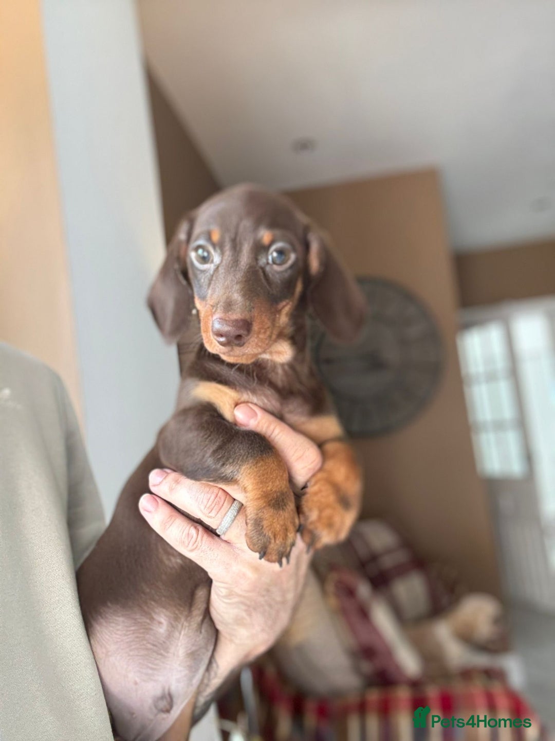 Miniature Dachshund dogs for sale: 🩷 Adorable Miniature Dachshund Puppies💙 - Image 1