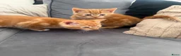 Mixed Breed cats for sale: Ginger and black kittens in Northampton - Advert 3