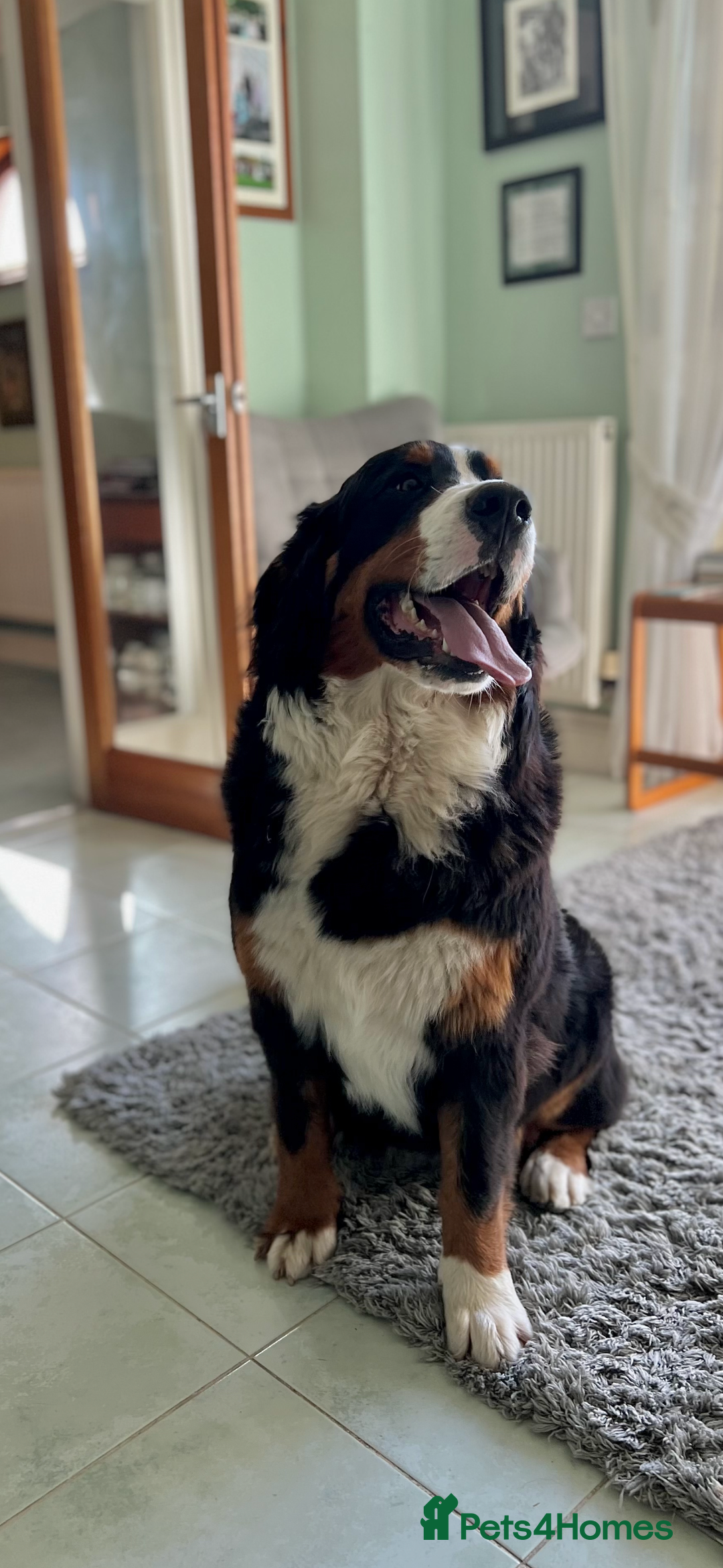 Bernese Mountain Dog dogs for sale: Quality Bernese Mountain Dog Puppies  - Advert 18