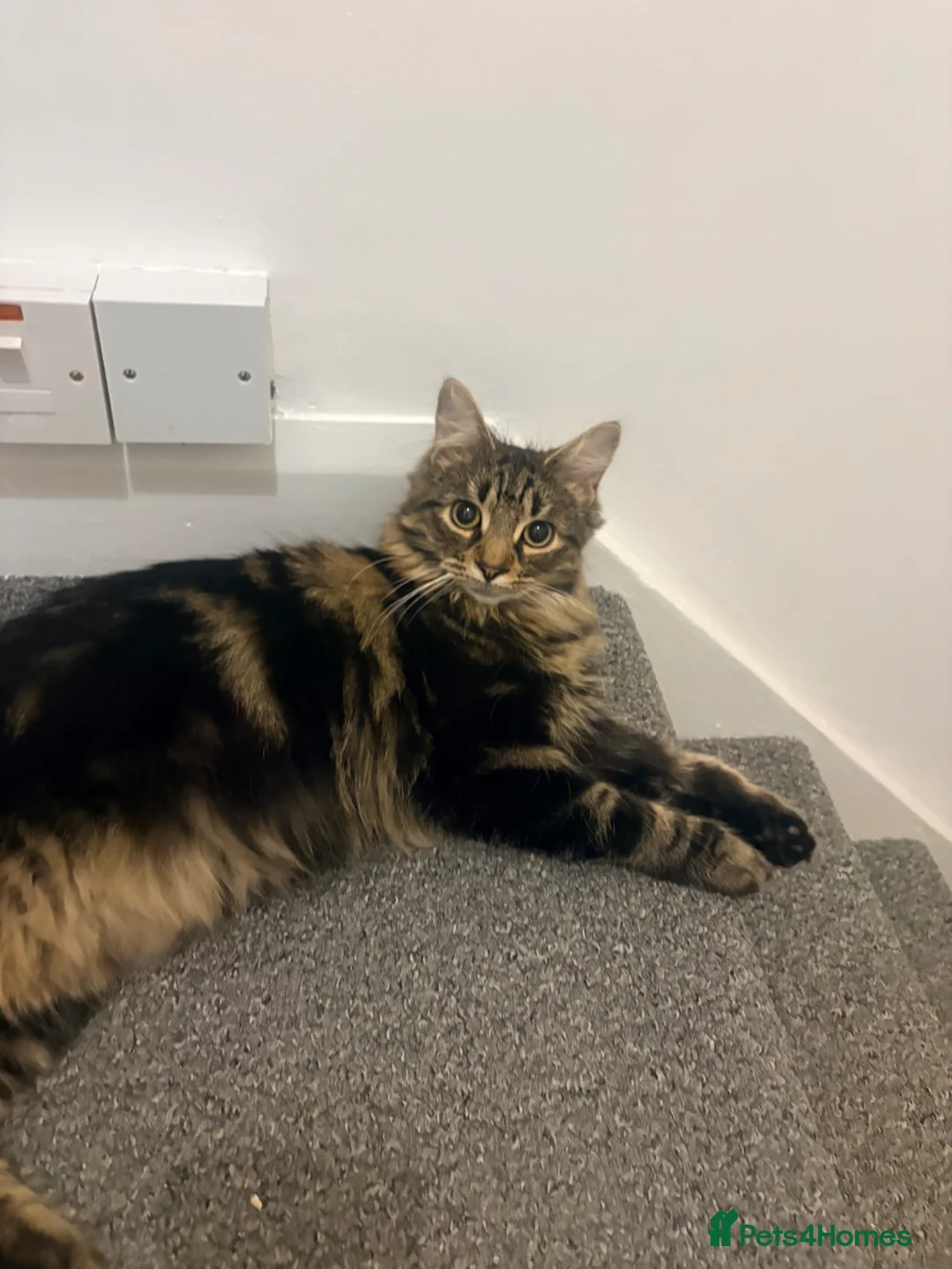 Mixed Breed cats for sale: Lovely timid little boy  - Advert 2