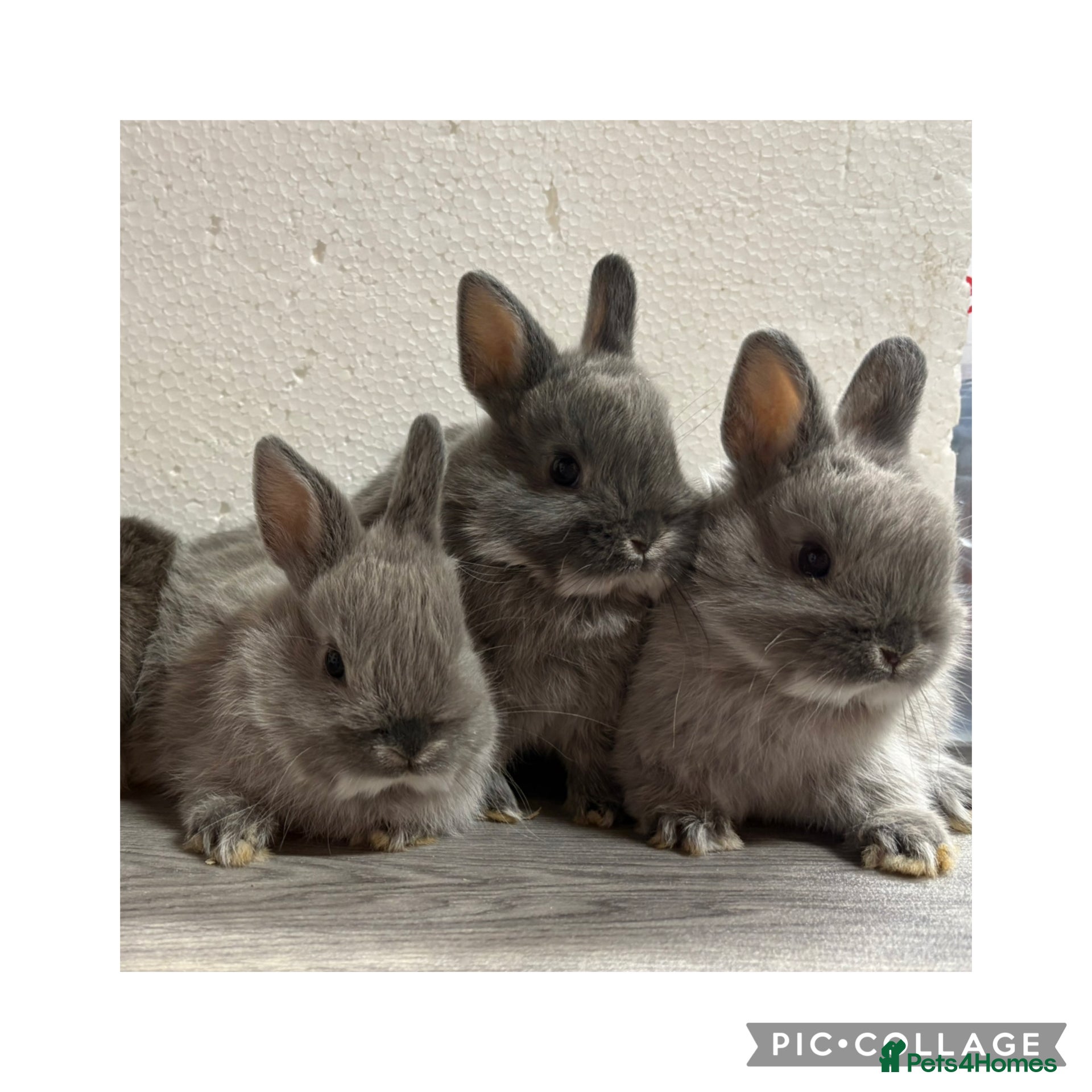 Netherland Dwarf rabbits Netherland Dwarf Baby Bunnies  - Advert 6