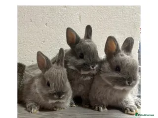 Netherland Dwarf rabbits Netherland Dwarf Baby Bunnies - Advert 6