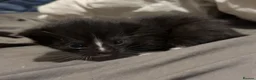 Mixed Breed cats for sale: Lovely fluffly black and white kittens  - Advert 9