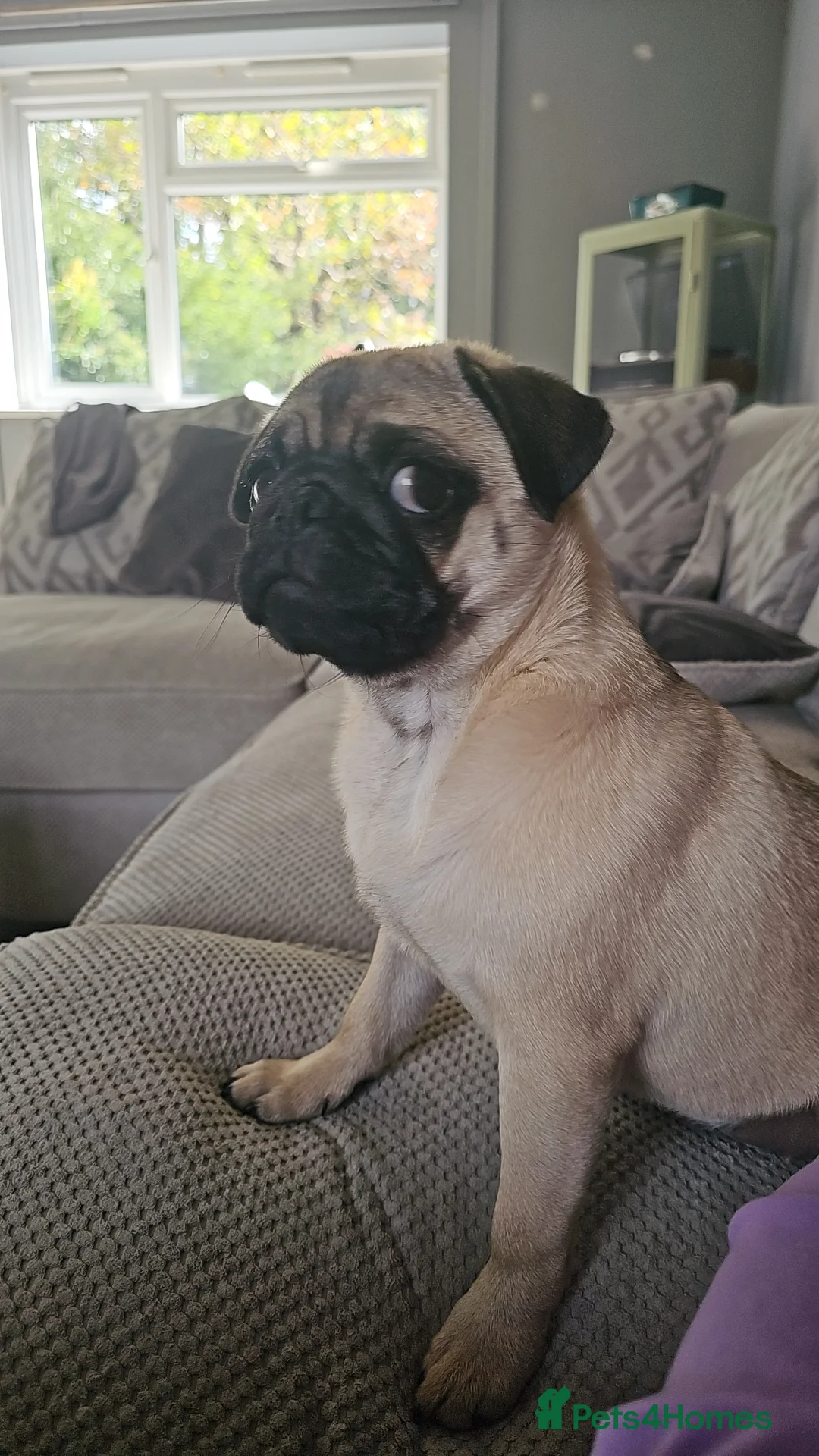 Pug dogs for sale: Kc Female pug ( no offers ) - Advert 4