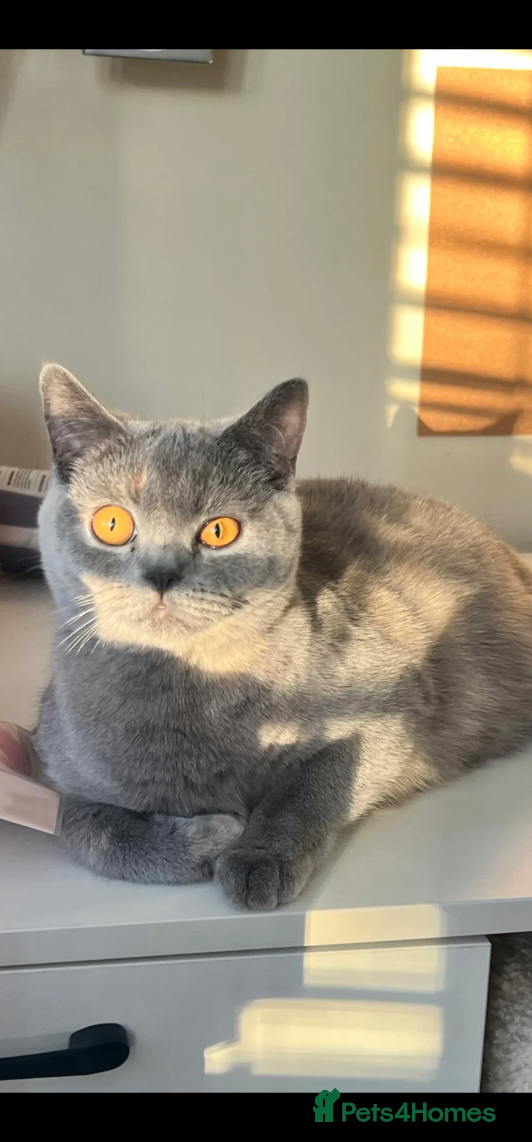 British Shorthair cats for sale: Beautiful and special British shorthair  - Advert 1